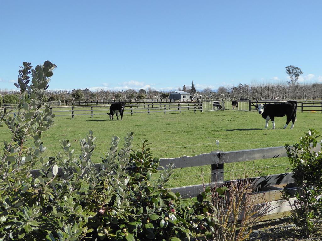 Cottages On St Andrews Havelock North Ngoại thất bức ảnh